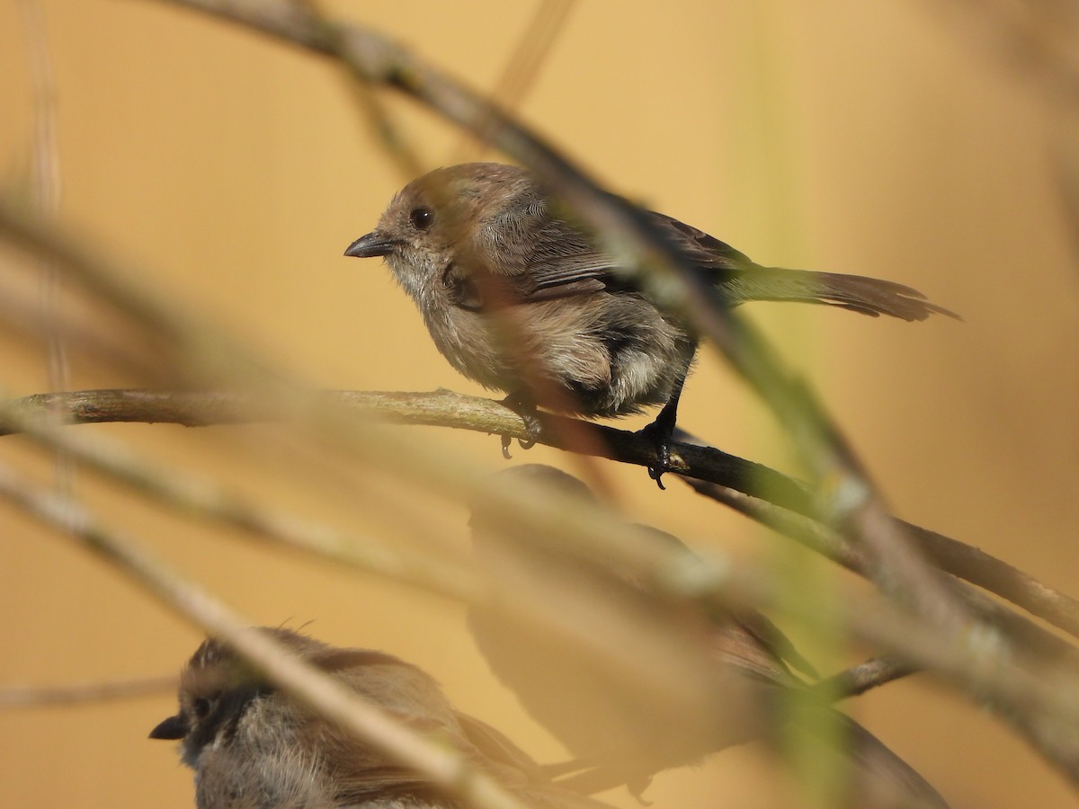 Bushtit - ML357551111