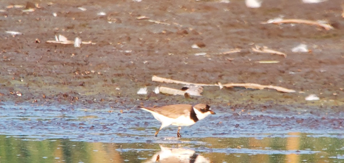 Semipalmated Plover - ML357551331