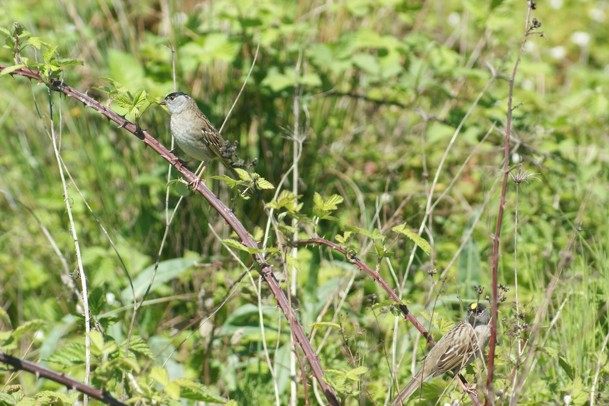 Golden-crowned Sparrow - ML35755151
