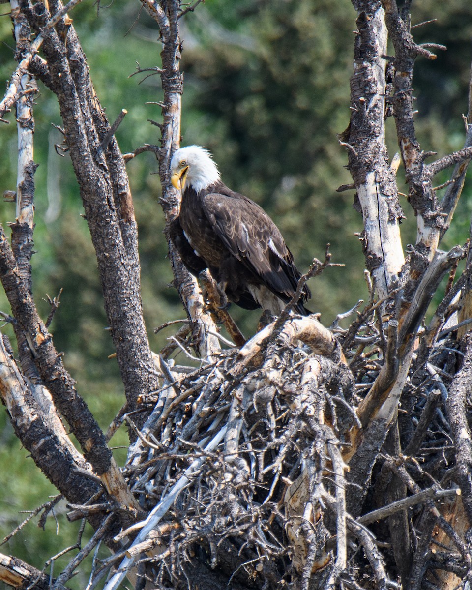 Weißkopf-Seeadler - ML357553271