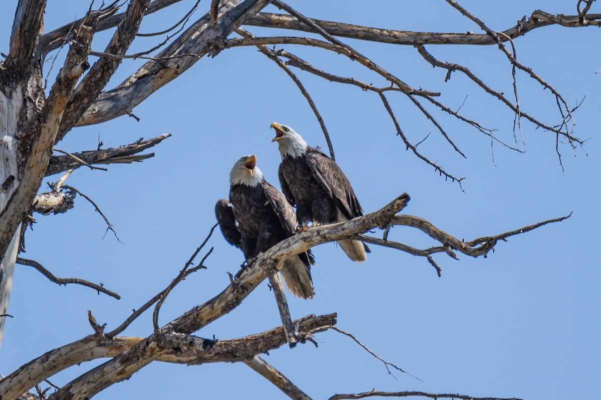 Weißkopf-Seeadler - ML357553281