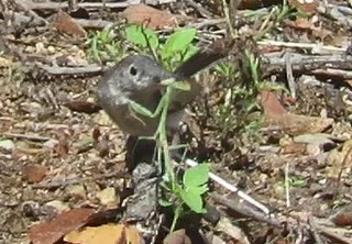 Black-tailed Gnatcatcher - ML357553871