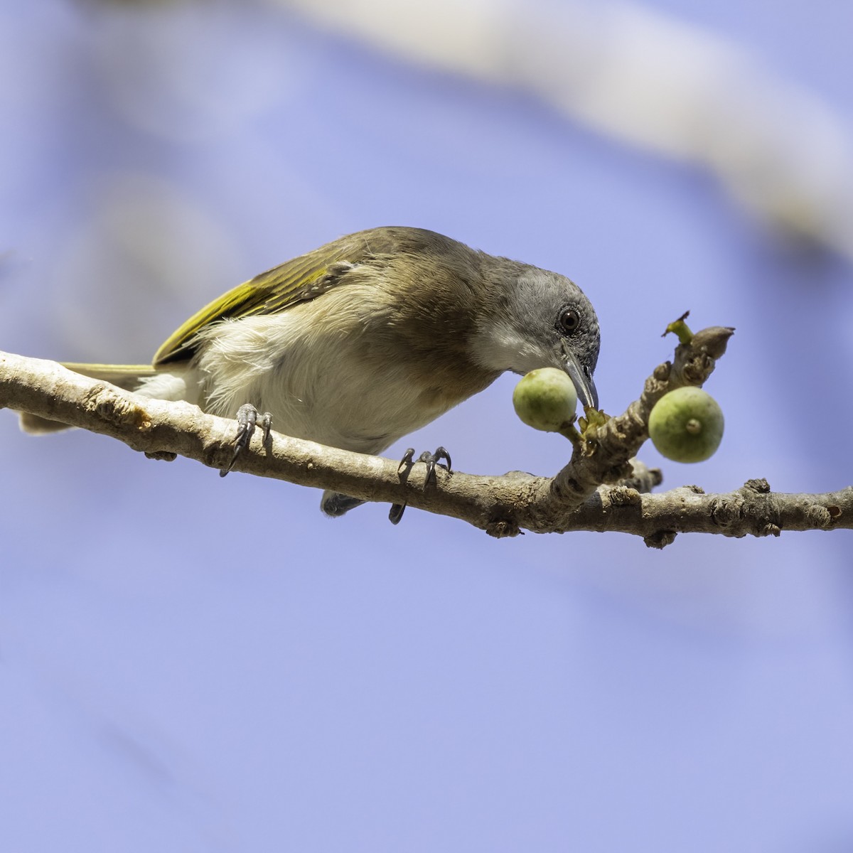 Rufous-banded Honeyeater - ML357554701