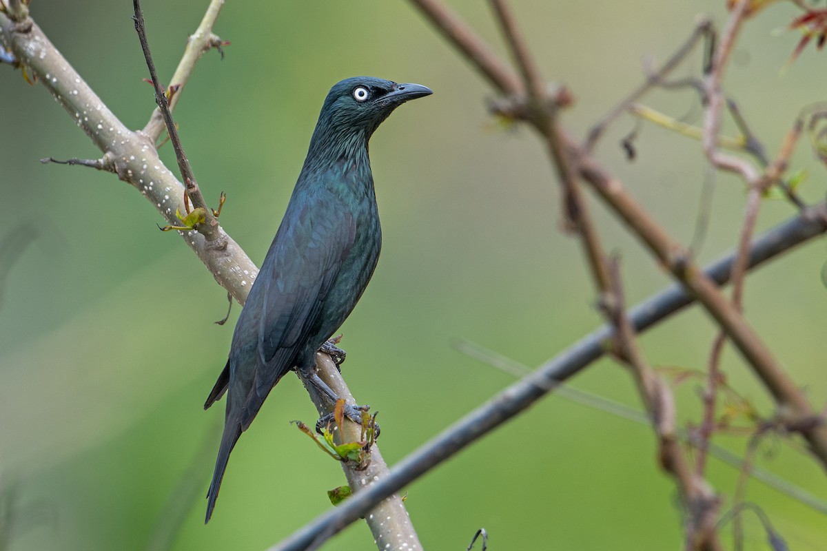 Asian Glossy Starling - Aseem Kothiala