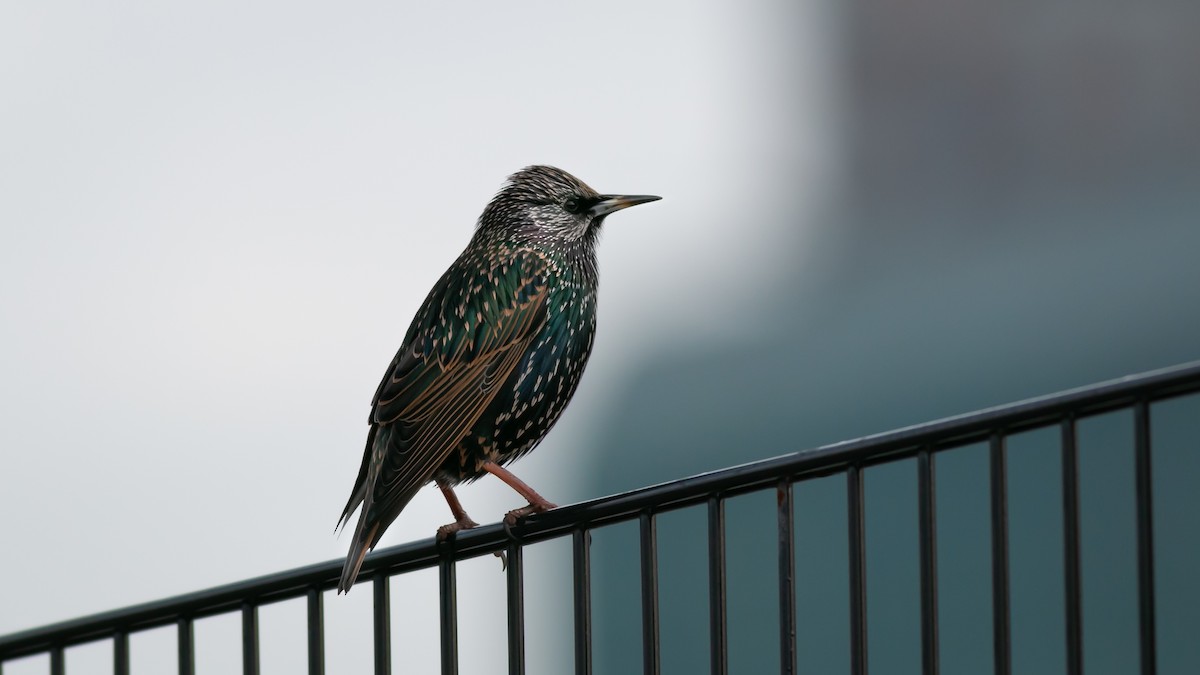 European Starling - ML357554871