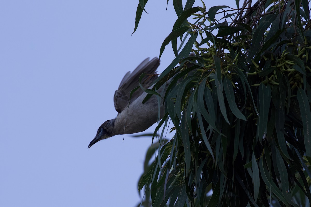 Little Friarbird - ML357555391