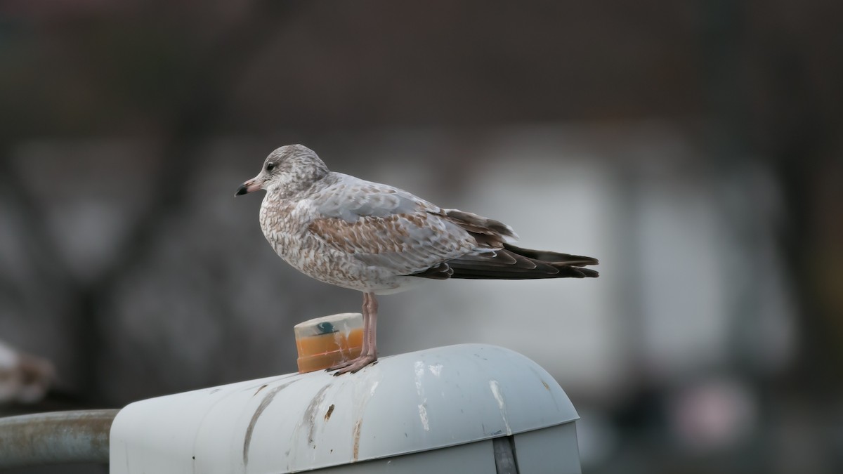 Ring-billed Gull - ML357555491