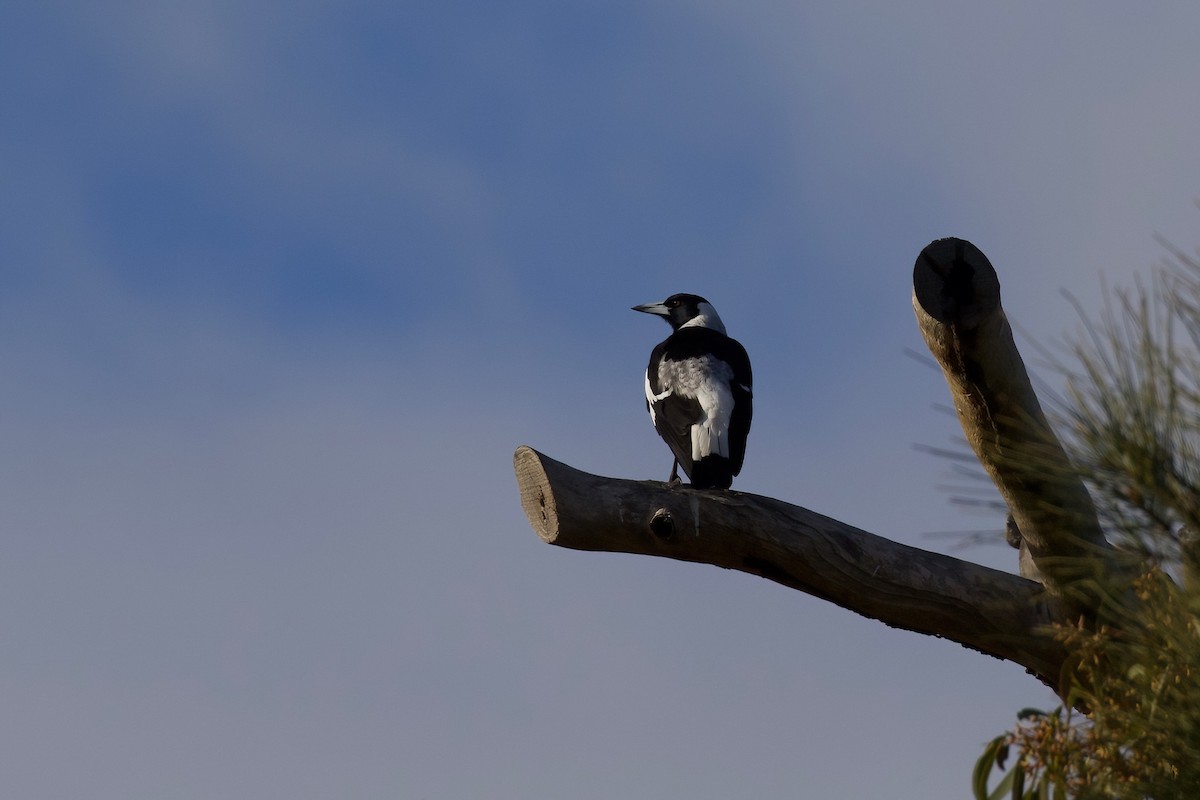 Australian Magpie - ML357555581