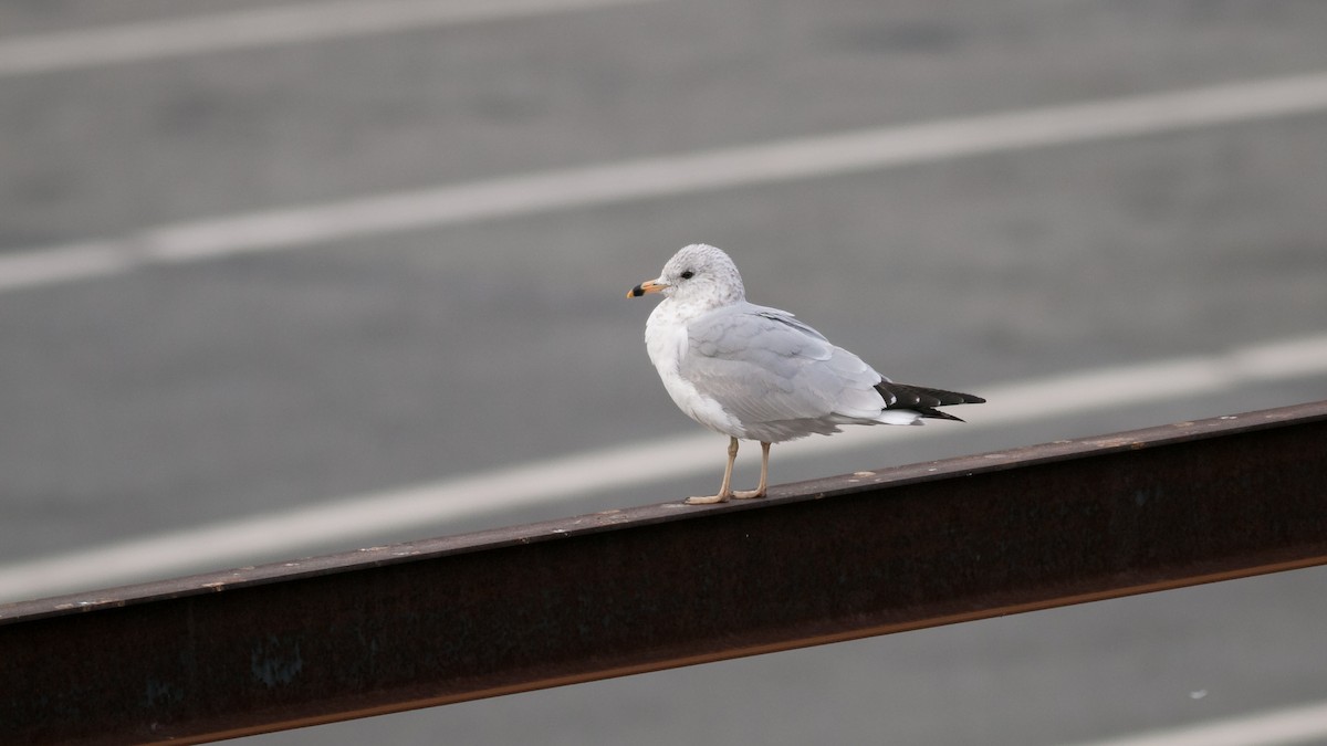 Ring-billed Gull - ML357555811