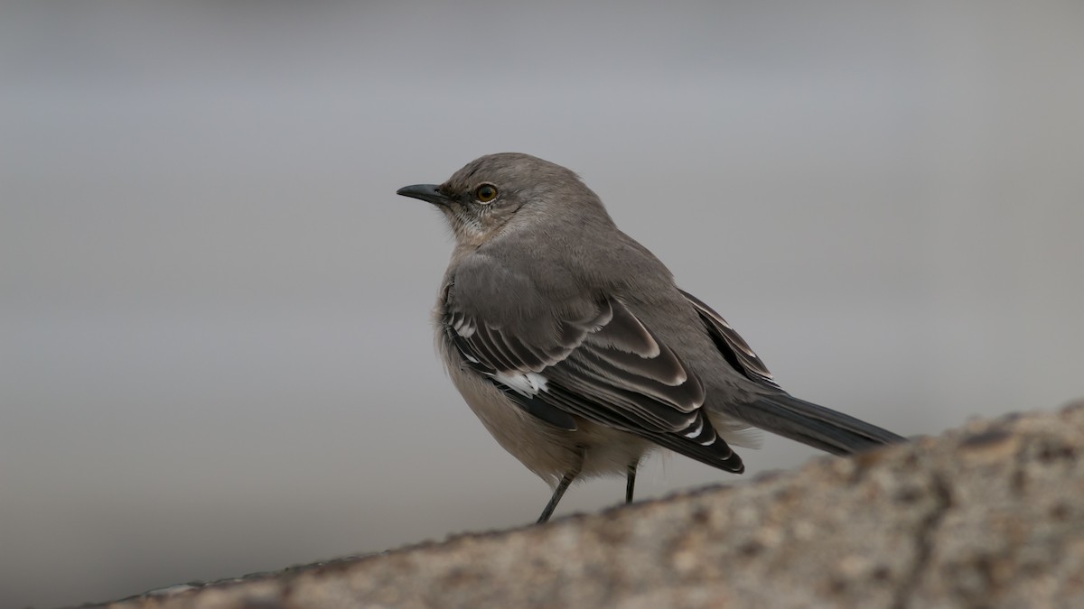 Northern Mockingbird - ML357556031