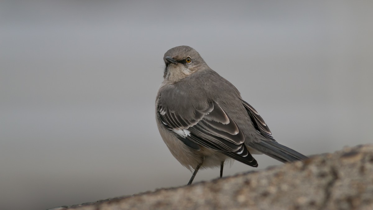 Northern Mockingbird - ML357556881