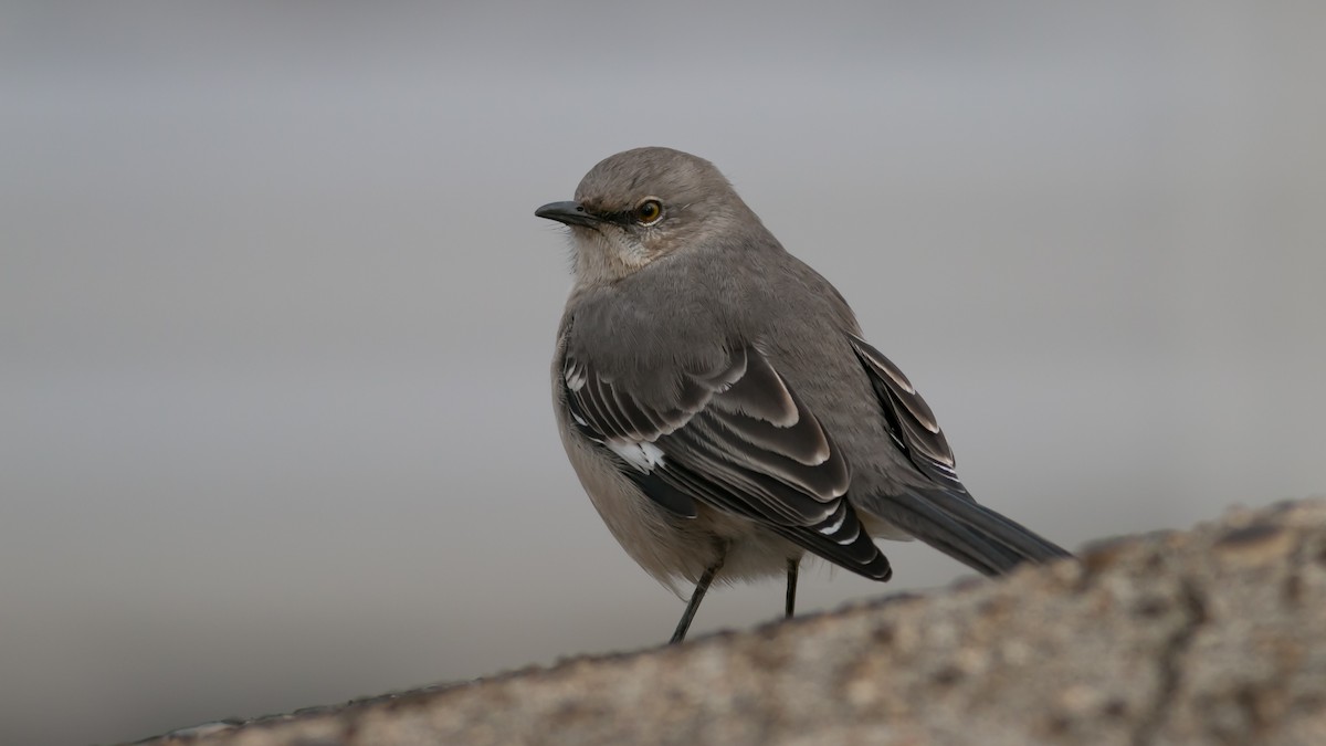 Northern Mockingbird - ML357557031