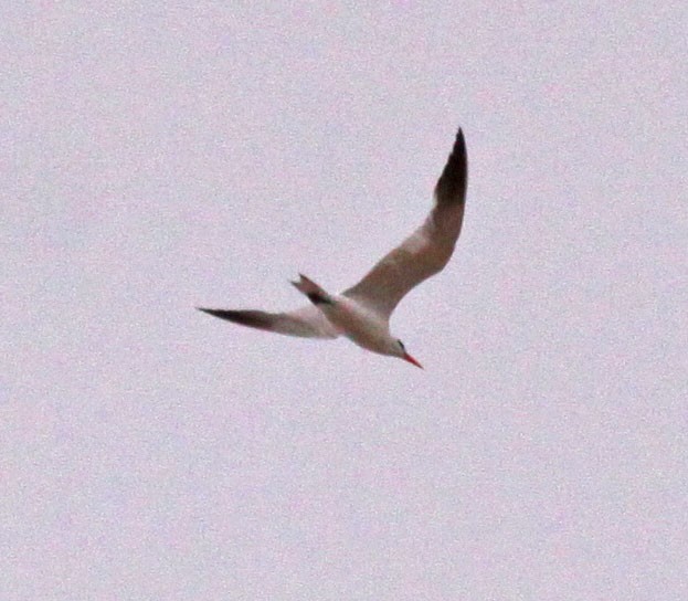 Caspian Tern - ML35755711