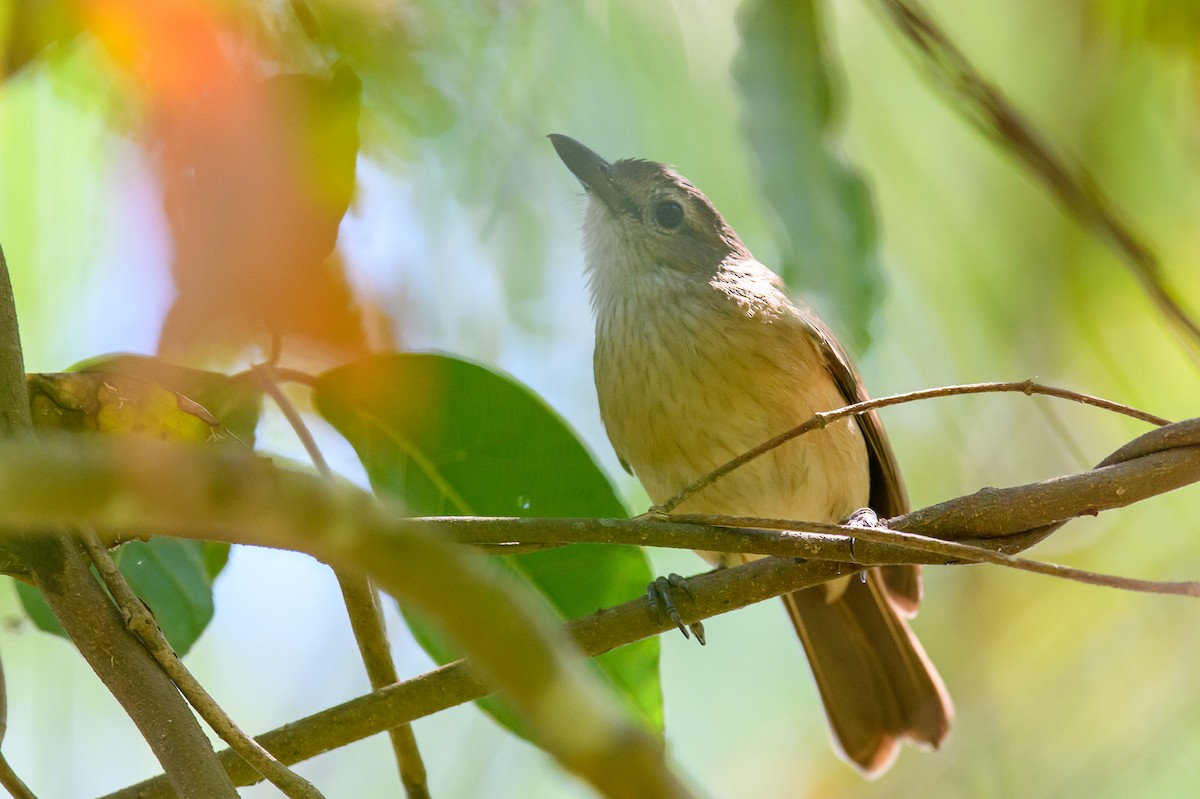 Arafura Shrikethrush - ML357558001