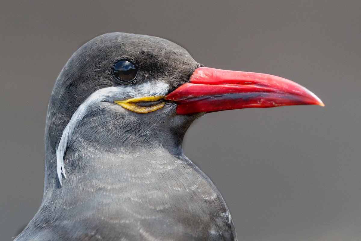 Inca Tern - Phil Chaon