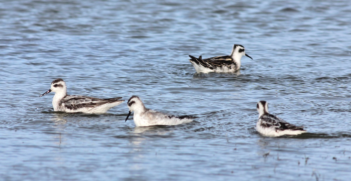 Phalarope à bec étroit - ML35755981