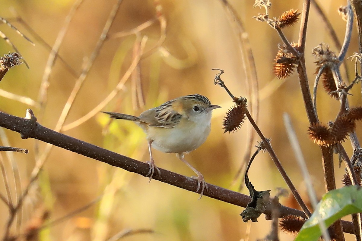 Golden-headed Cisticola - ML357561421