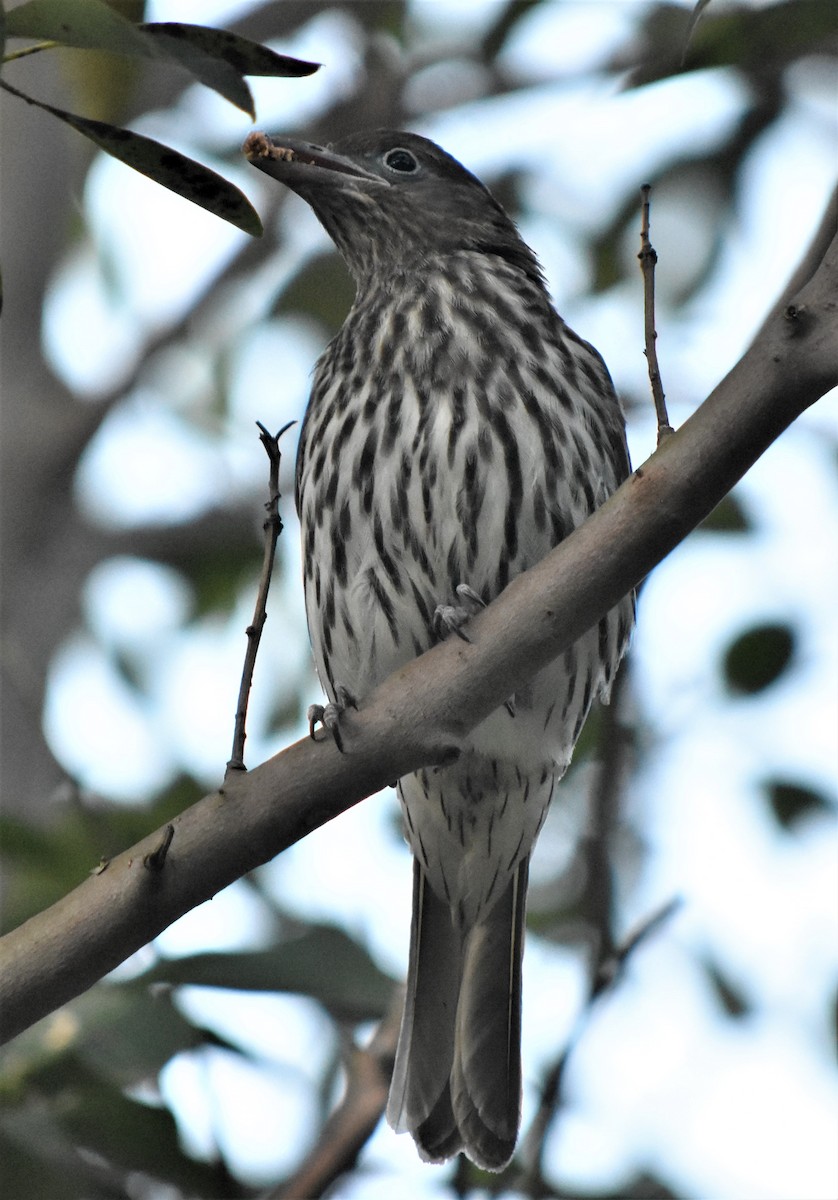 Australasian Figbird - ML357562881