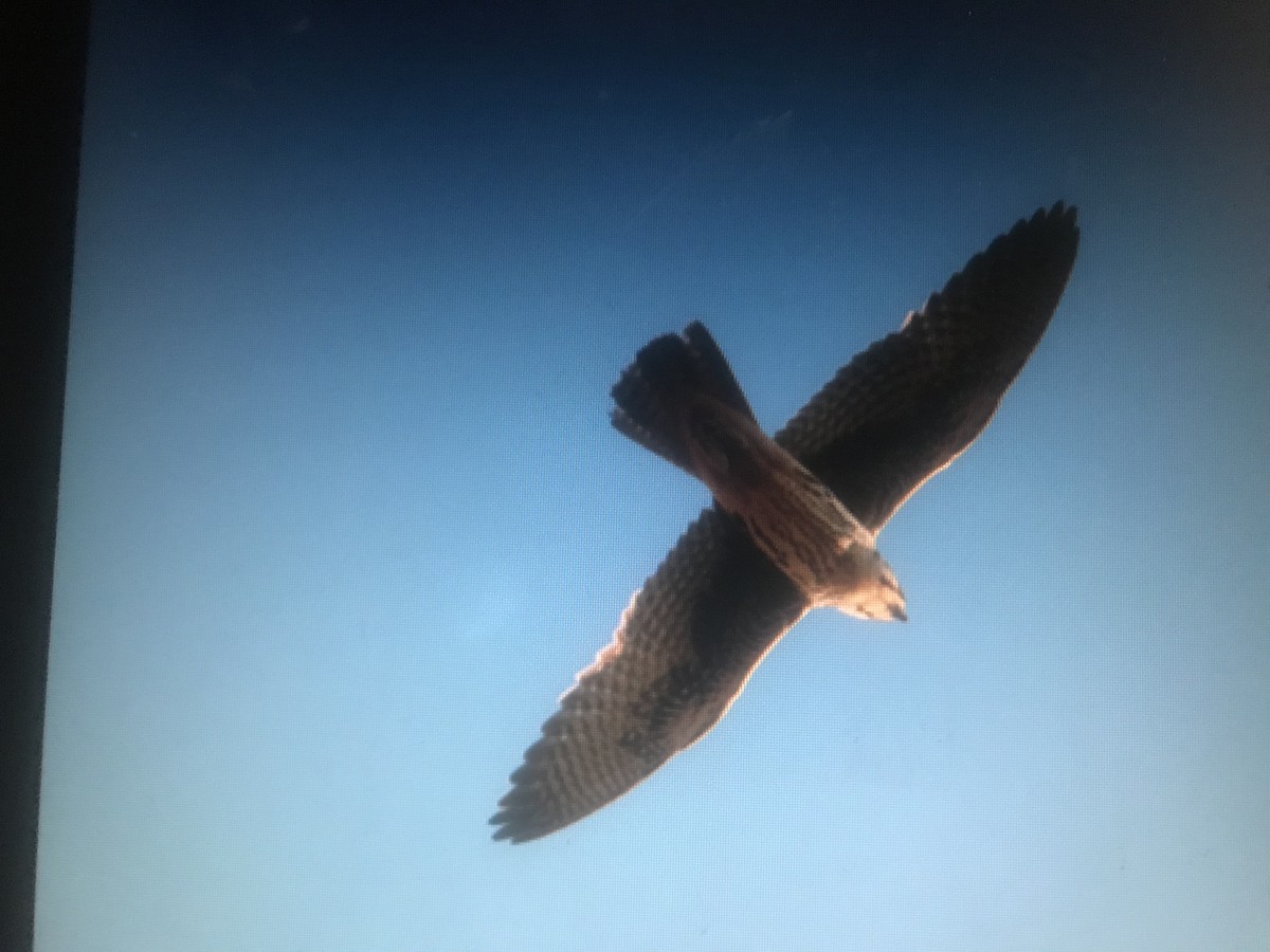 Prairie Falcon - ML357564481