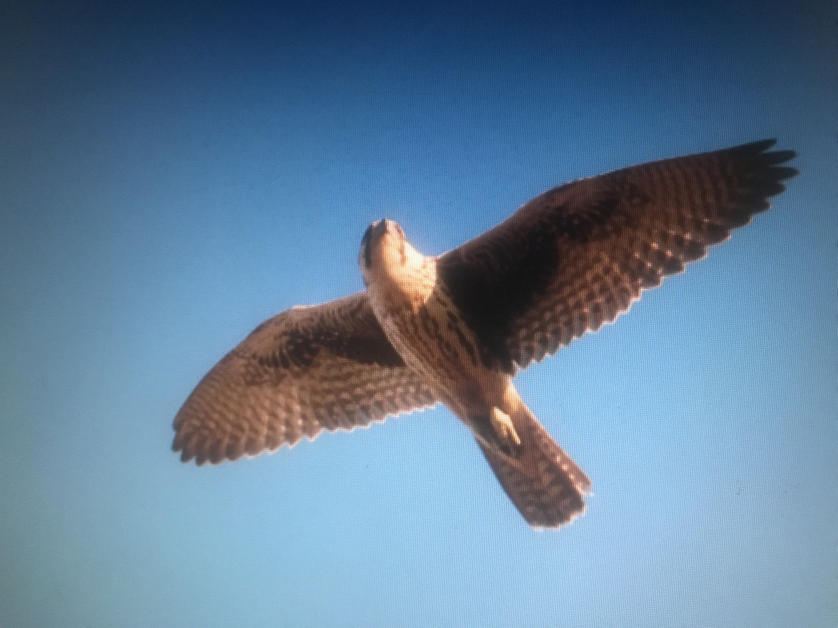 Prairie Falcon - ML357564491