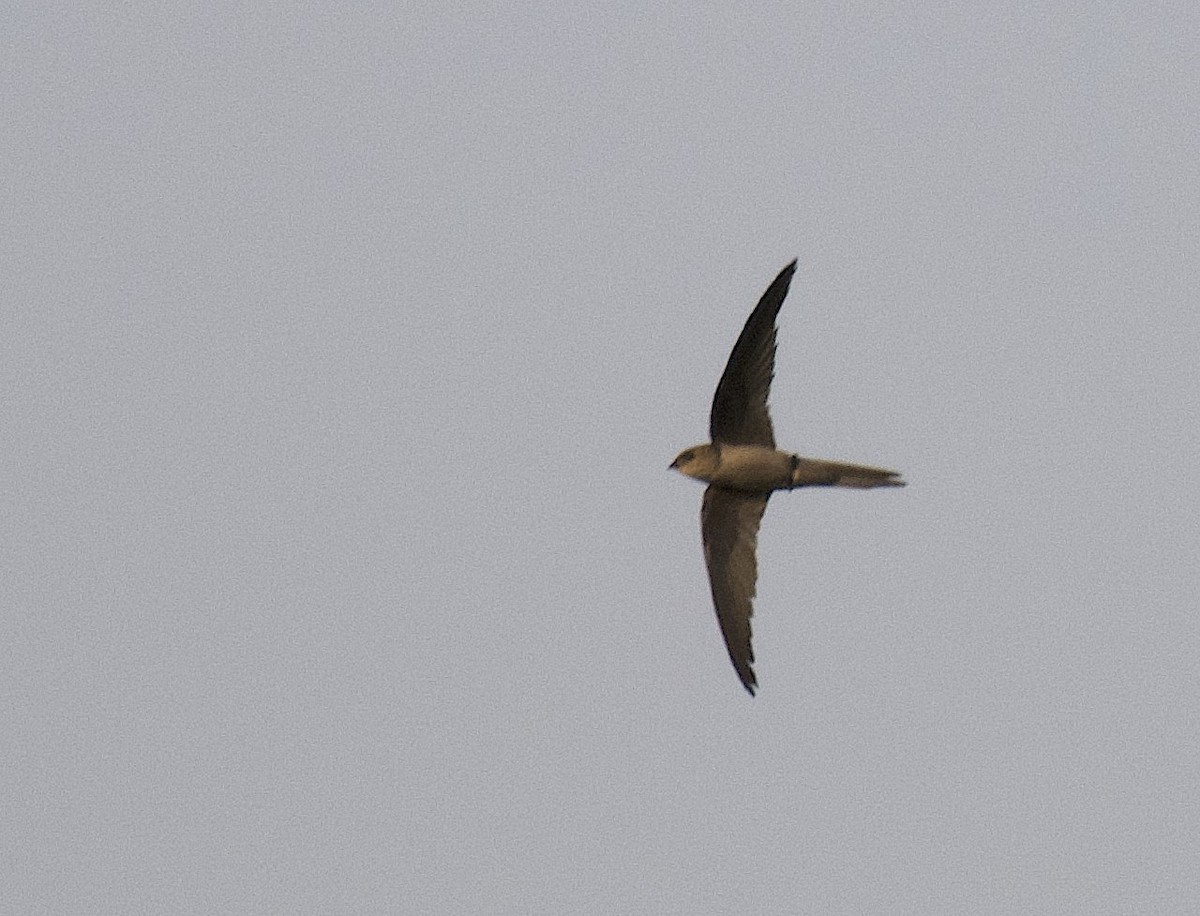 Asian Palm Swift - ML357564611