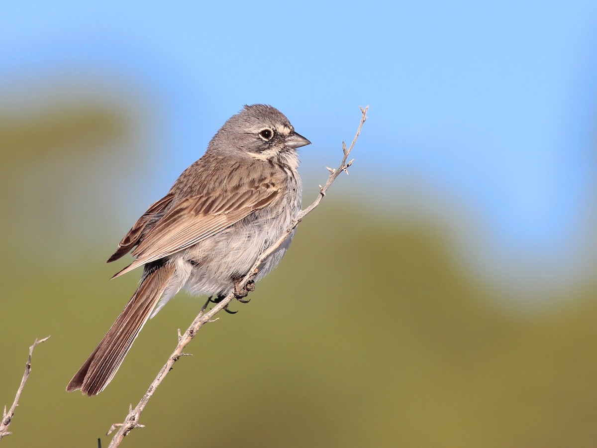 Sagebrush Sparrow - Shawn Billerman