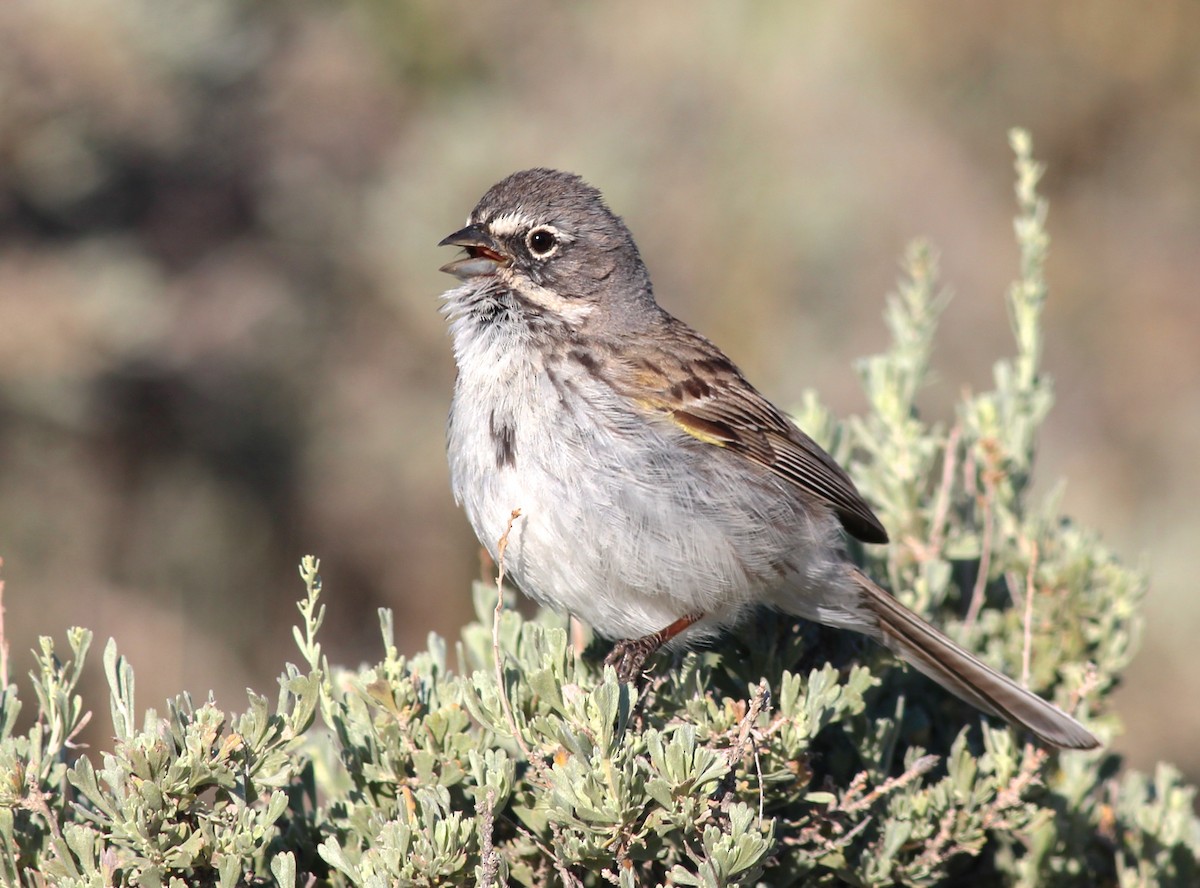 Sagebrush Sparrow - ML35756551