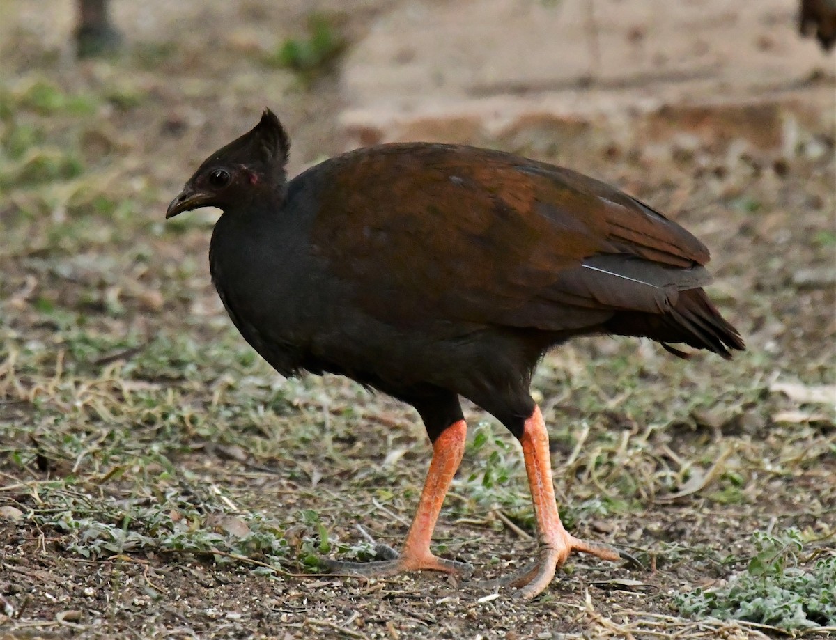 Orange-footed Megapode - Ron Sawyer