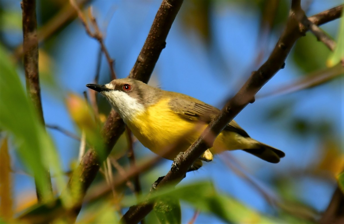 White-throated Gerygone - Ron Sawyer