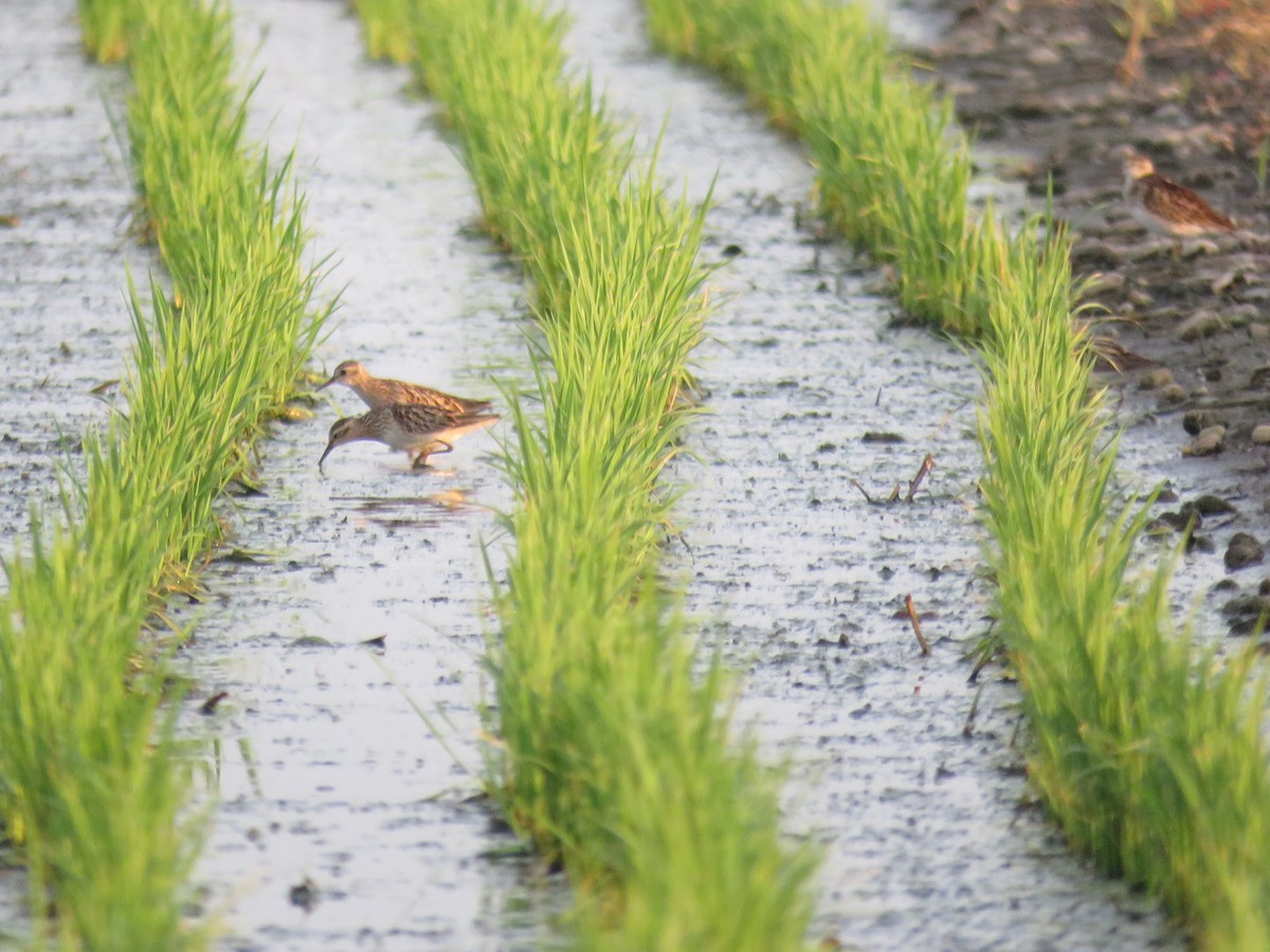 Long-toed Stint - ML357568191