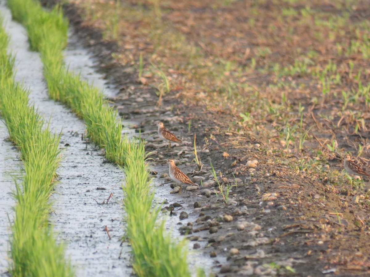 Long-toed Stint - ML357568241