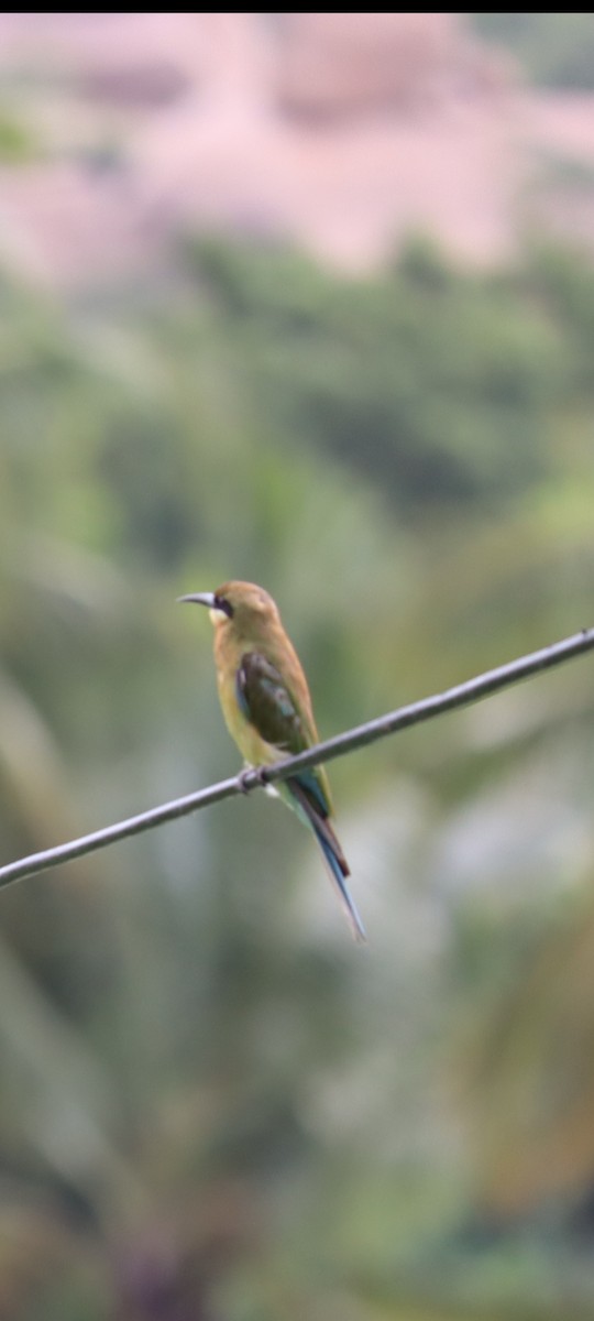 Asian Green Bee-eater - ML357568411