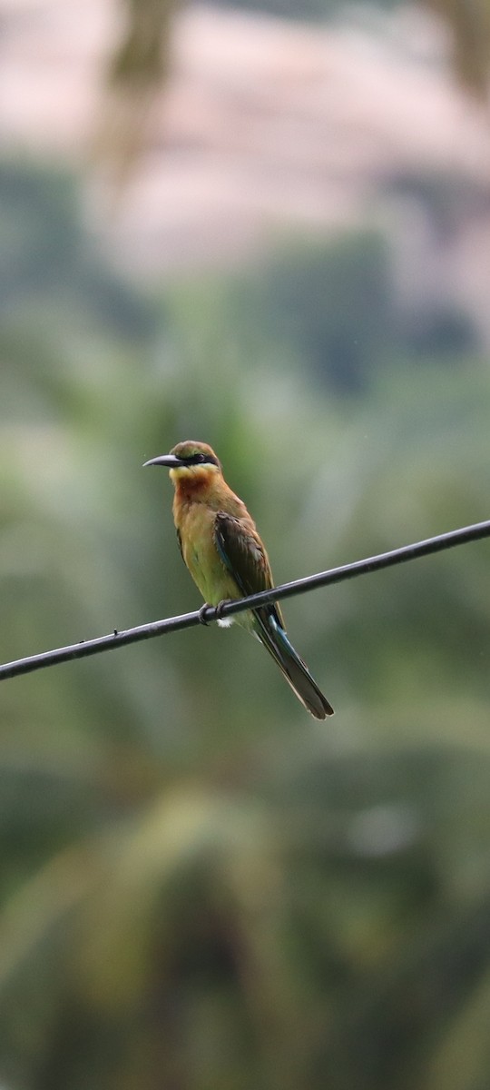 Asian Green Bee-eater - ML357568421