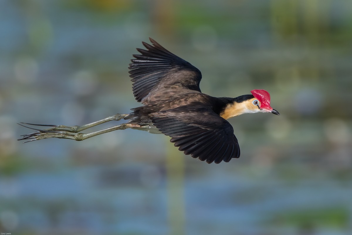 Comb-crested Jacana - ML357568481