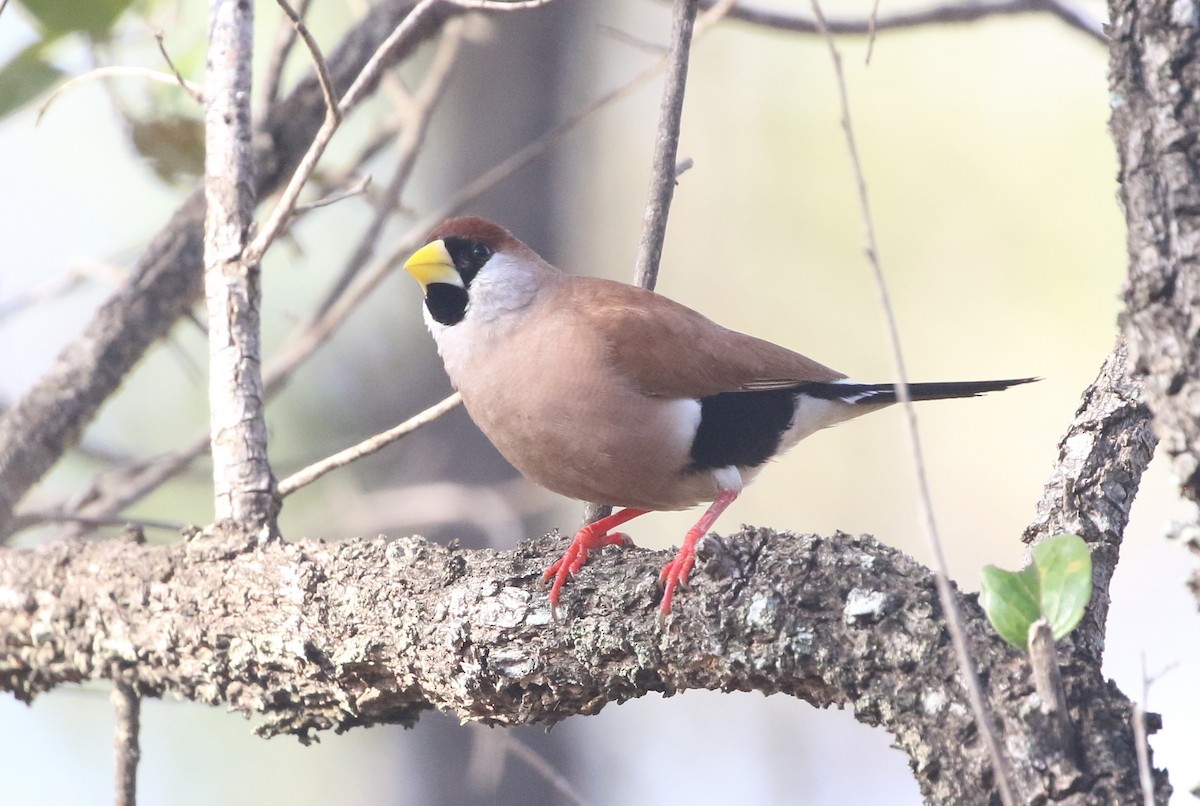 Masked Finch (White-eared) - ML357569031