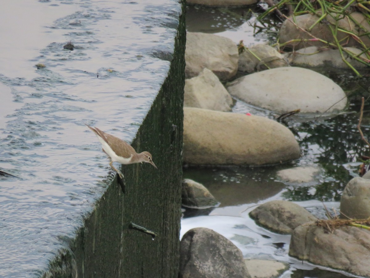 Common Sandpiper - ML357569041