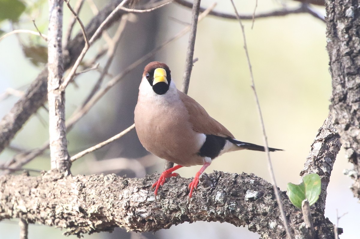 Kocabaş Mumgagası (leucotis) - ML357569051