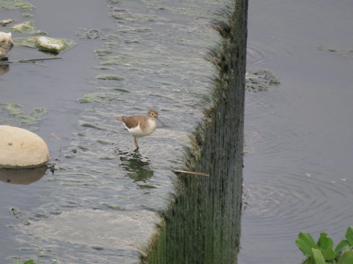 Common Sandpiper - ML357569071