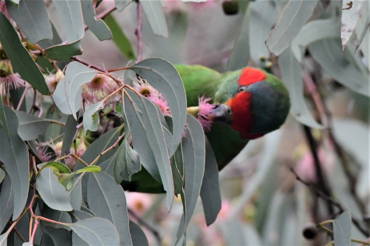 Musk Lorikeet - Alfons  Lawen