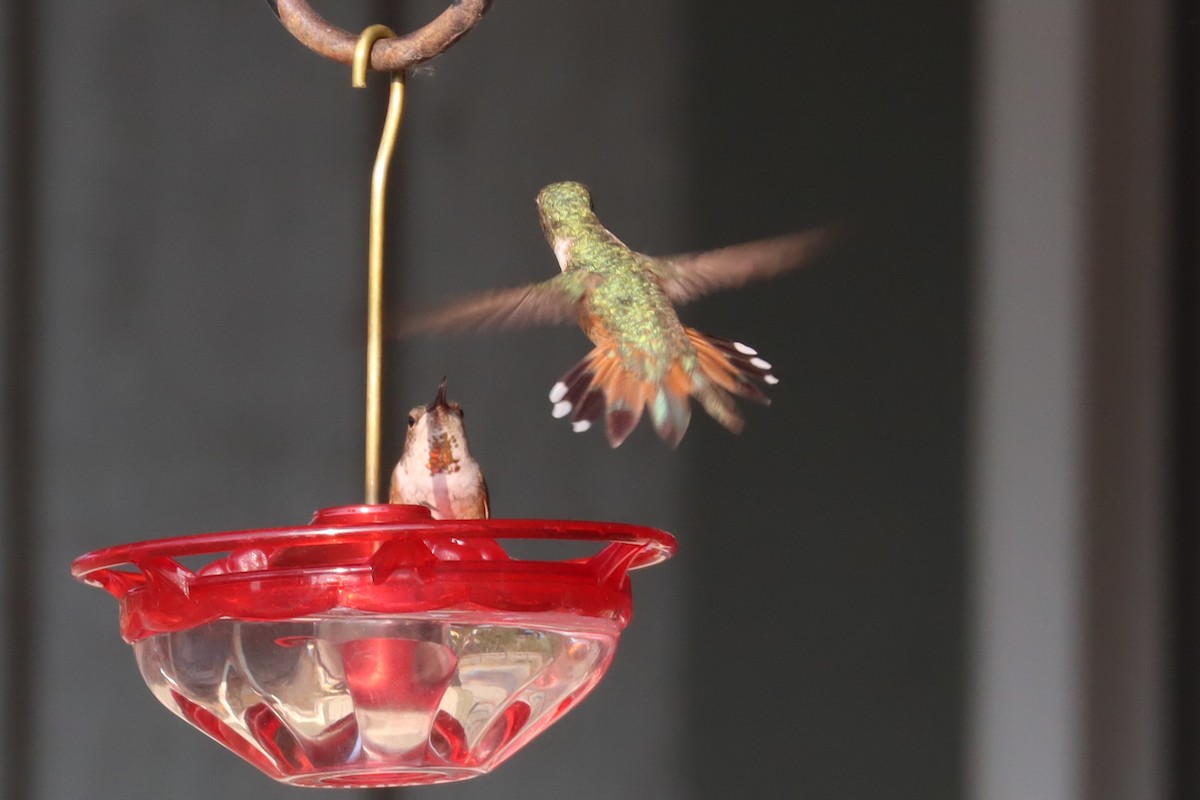 Rufous Hummingbird - ML357571971