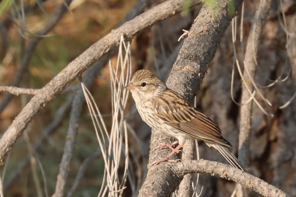 Chipping Sparrow - ML357572121