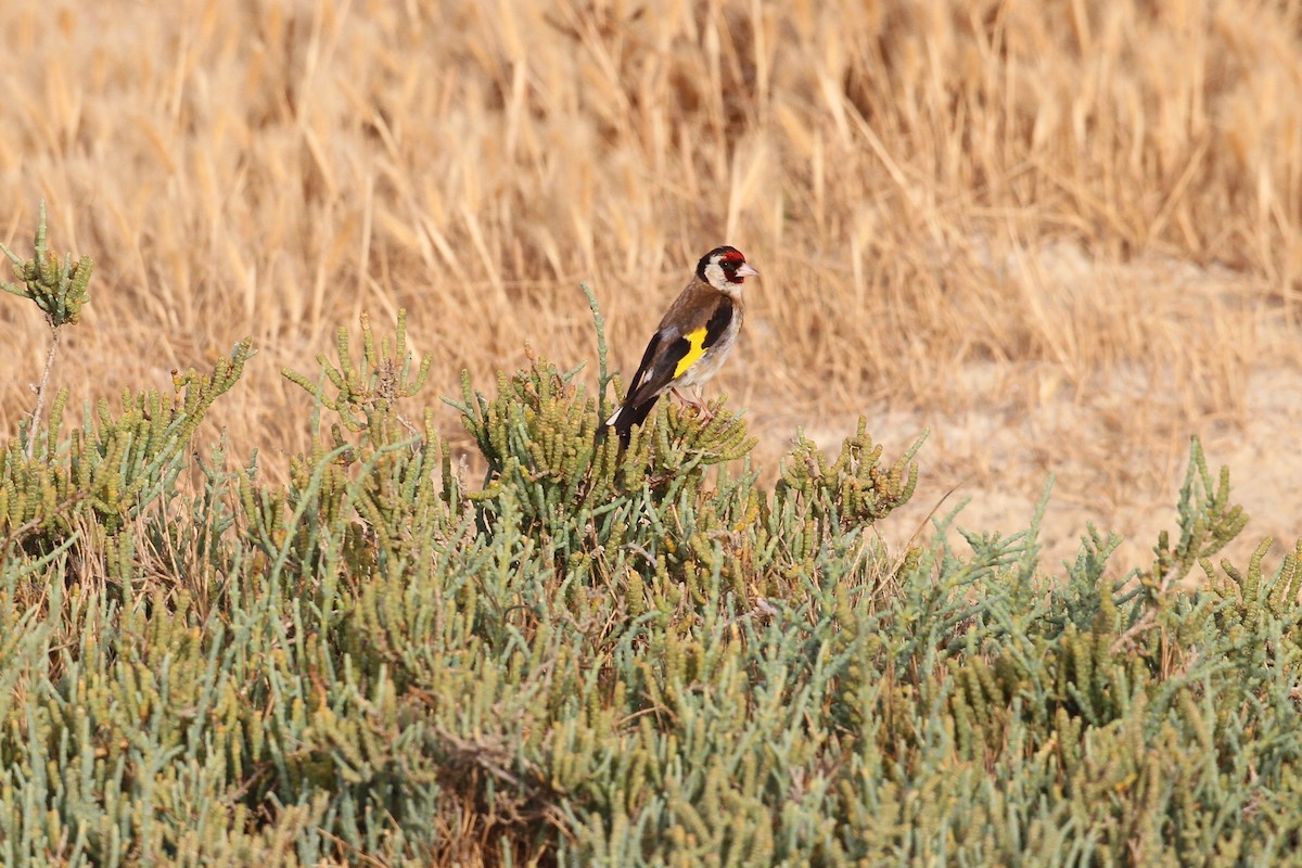 European Goldfinch - Max Chiari