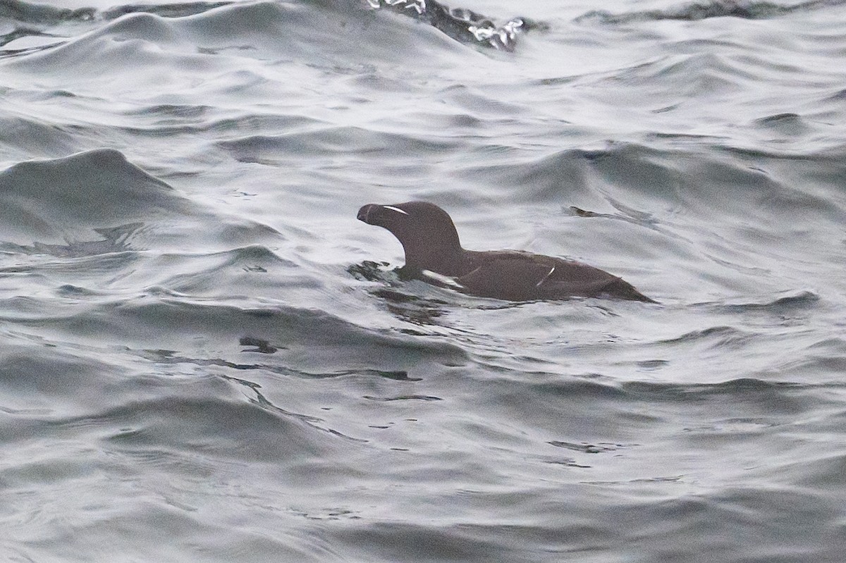 Razorbill - ML357575691