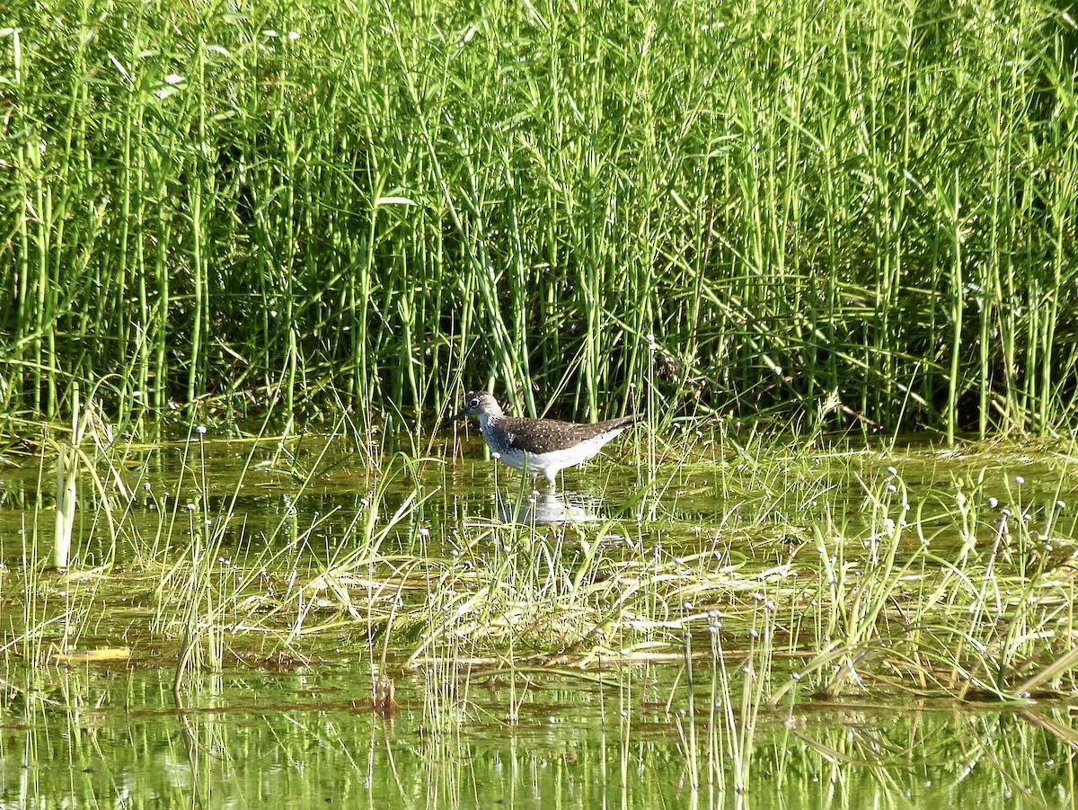 Solitary Sandpiper - ML357579501