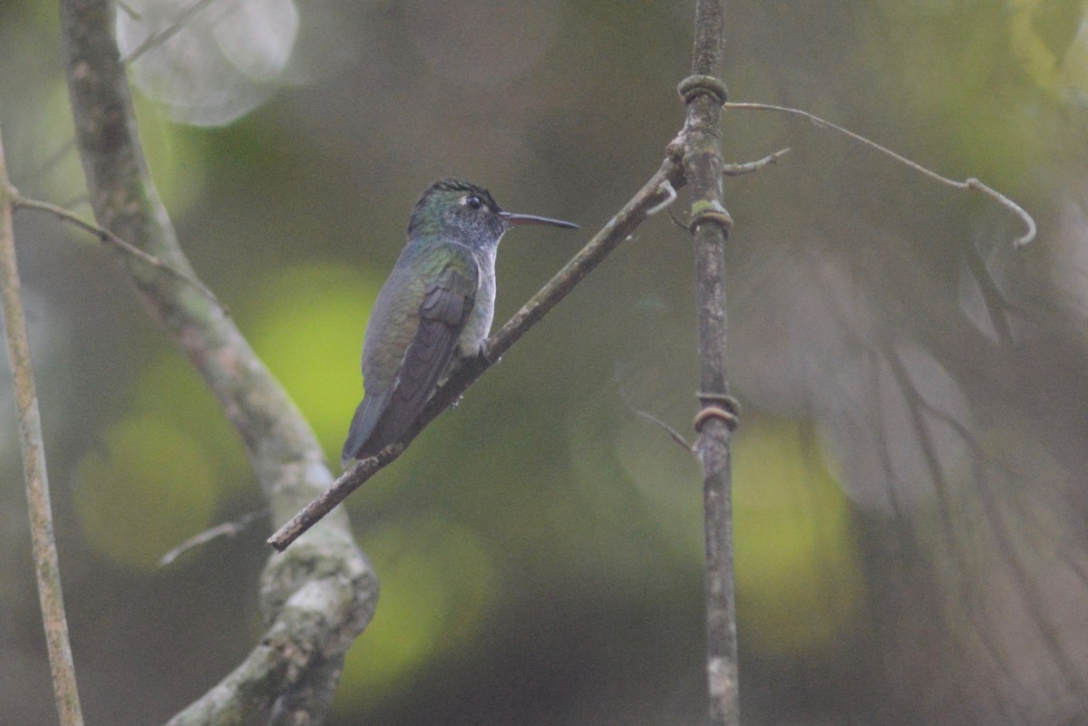 Amazilia Versicolor - ML357580211