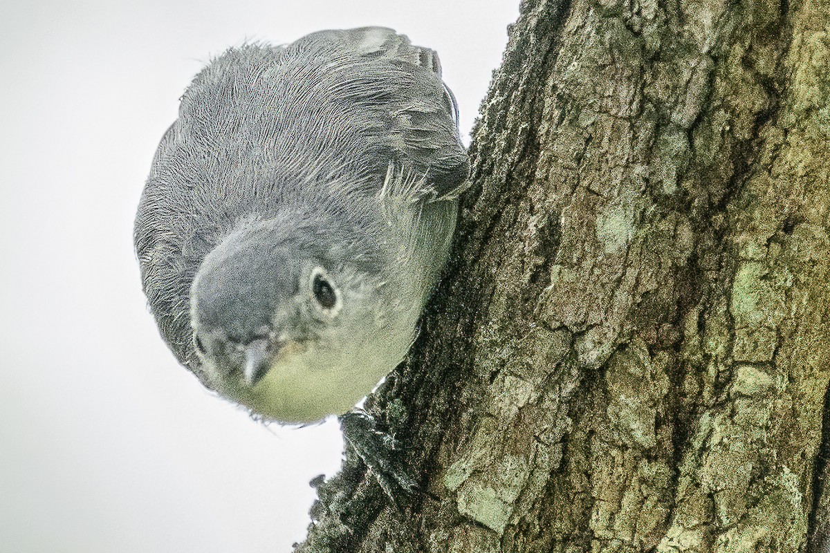 Blue-gray Gnatcatcher - ML357581261