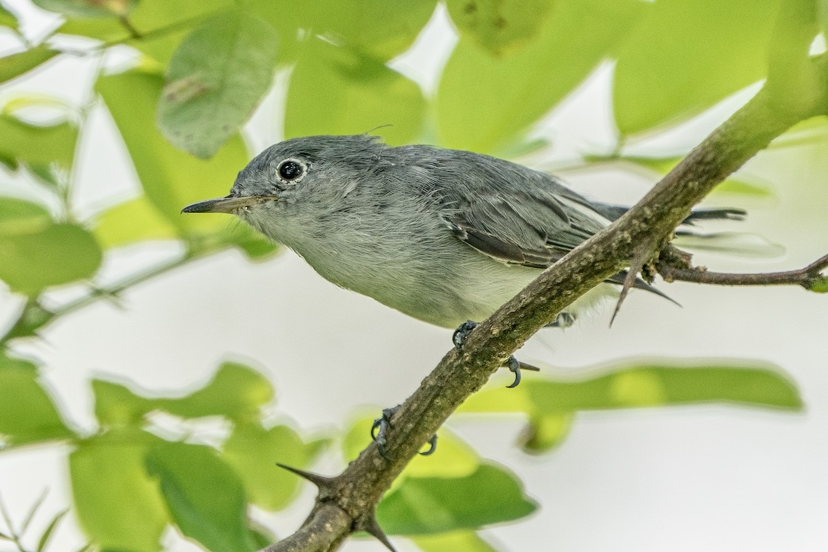 Blue-gray Gnatcatcher - ML357581281