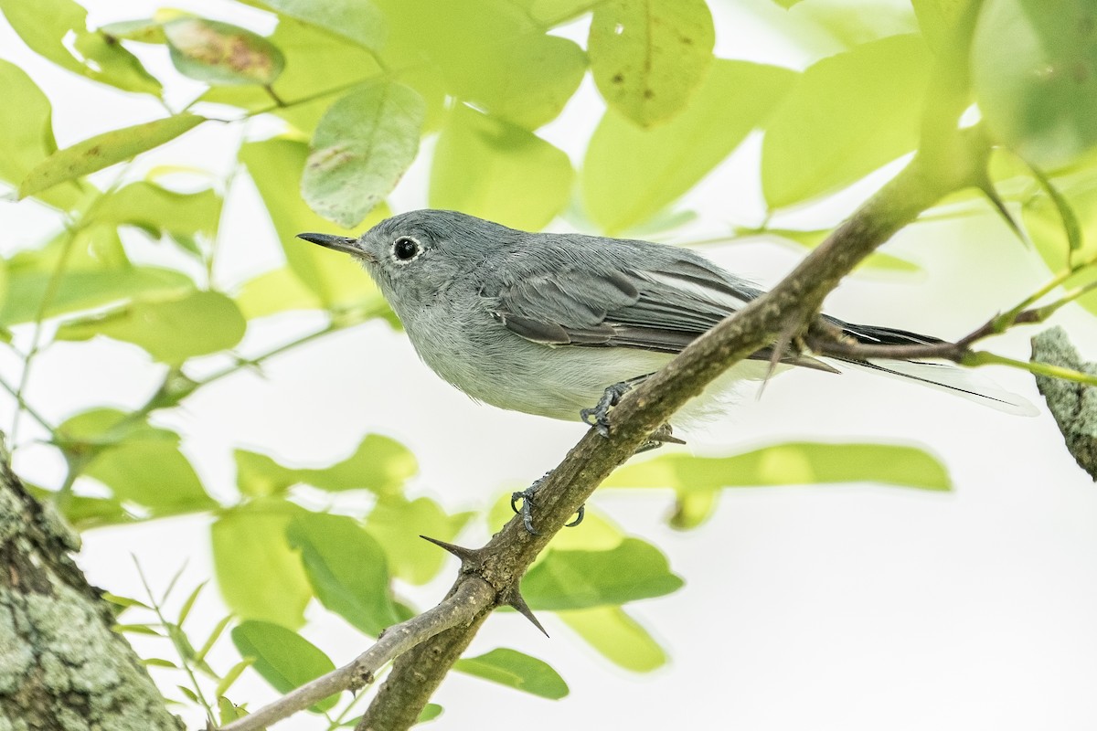 Blue-gray Gnatcatcher - ML357581321
