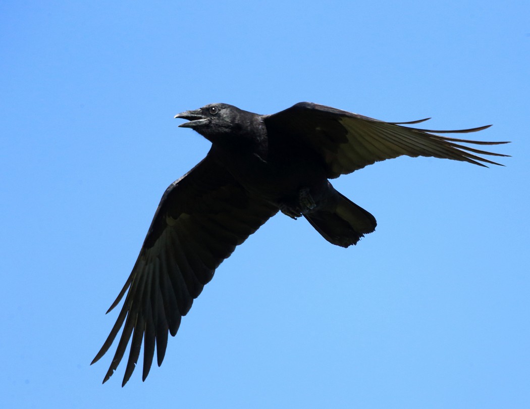 American Crow - ML35758161