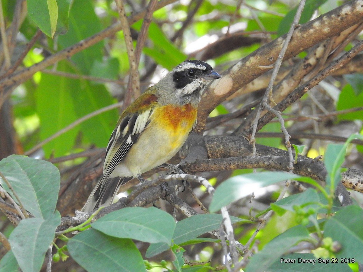 Western Spindalis - Peter Davey